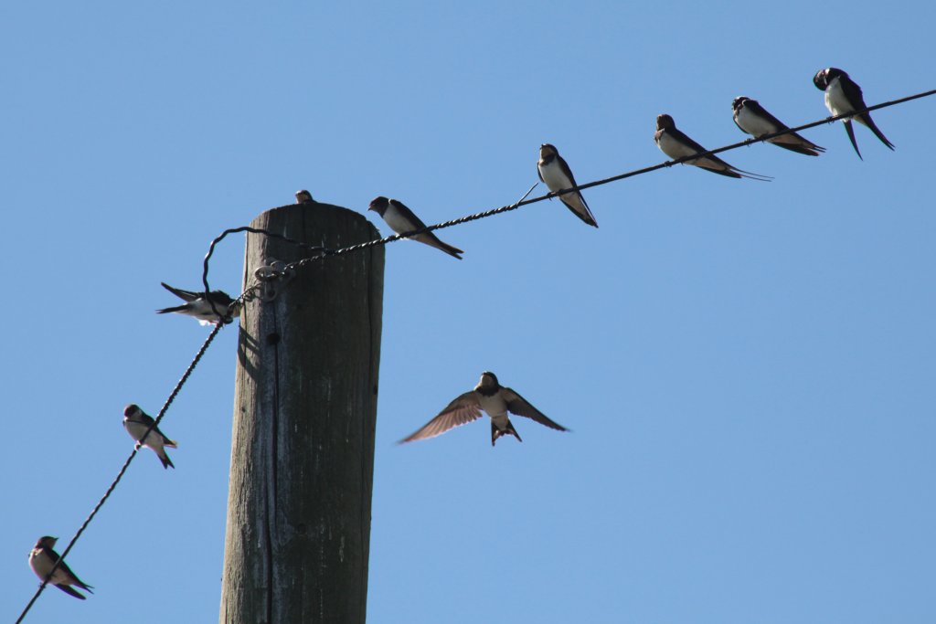Winter emigrants—for the time being