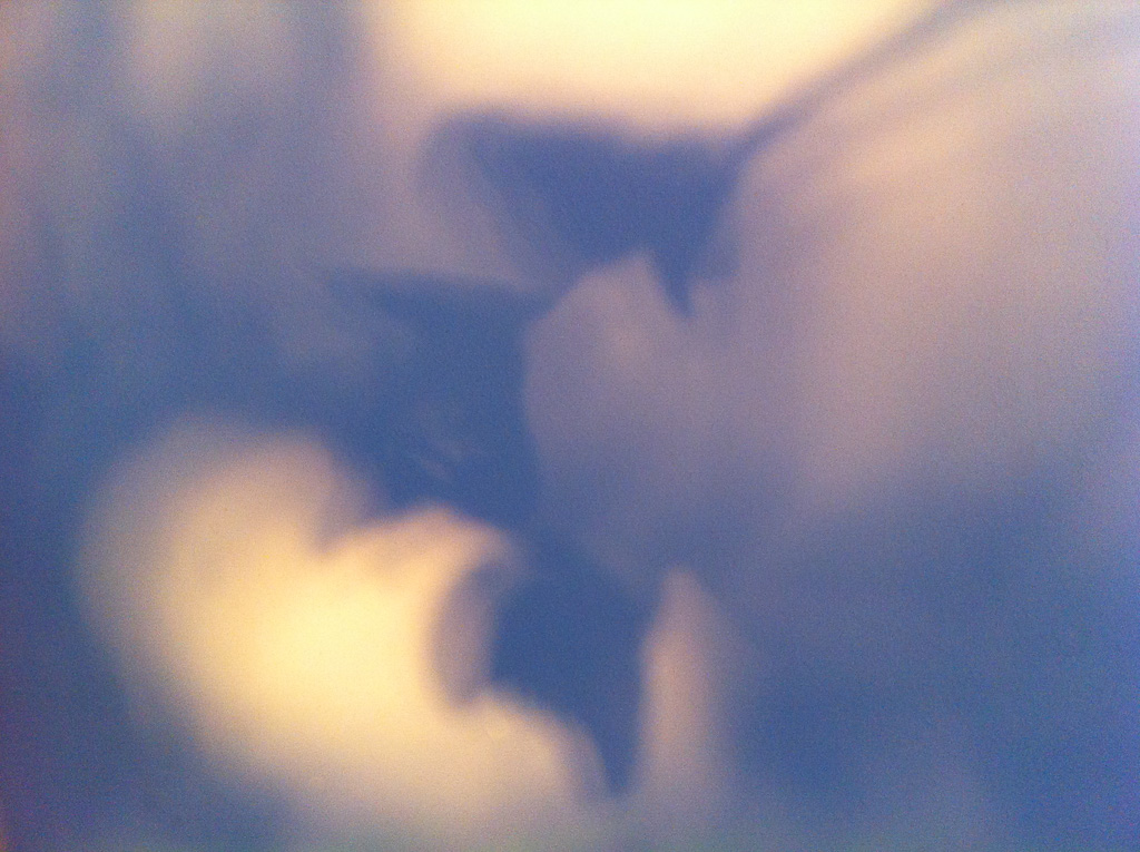 Orchid shadow