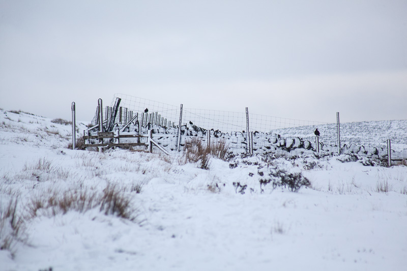 Red grouse