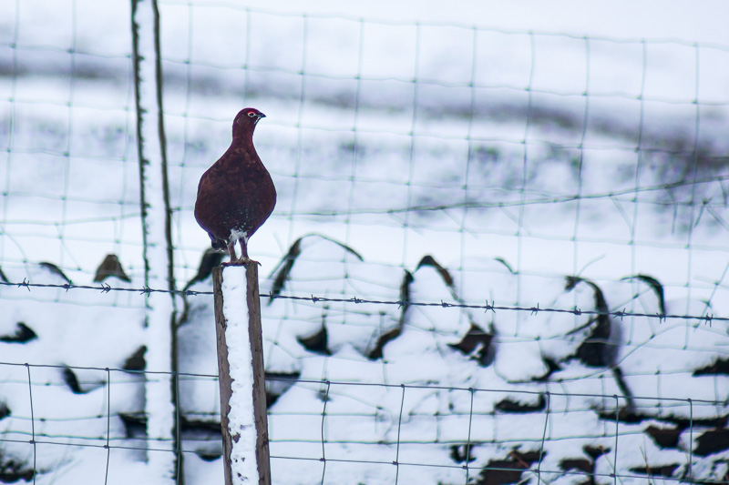 Grouse in winter