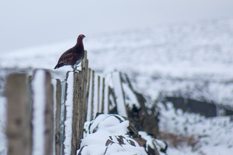 Red grouse