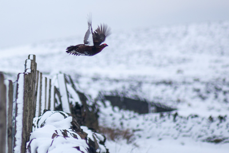 Red grouse