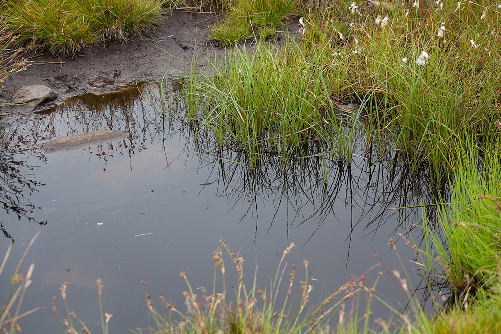 Putting the wet in wetland