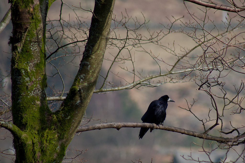 My bat-shit crazy hypothesis about rooks