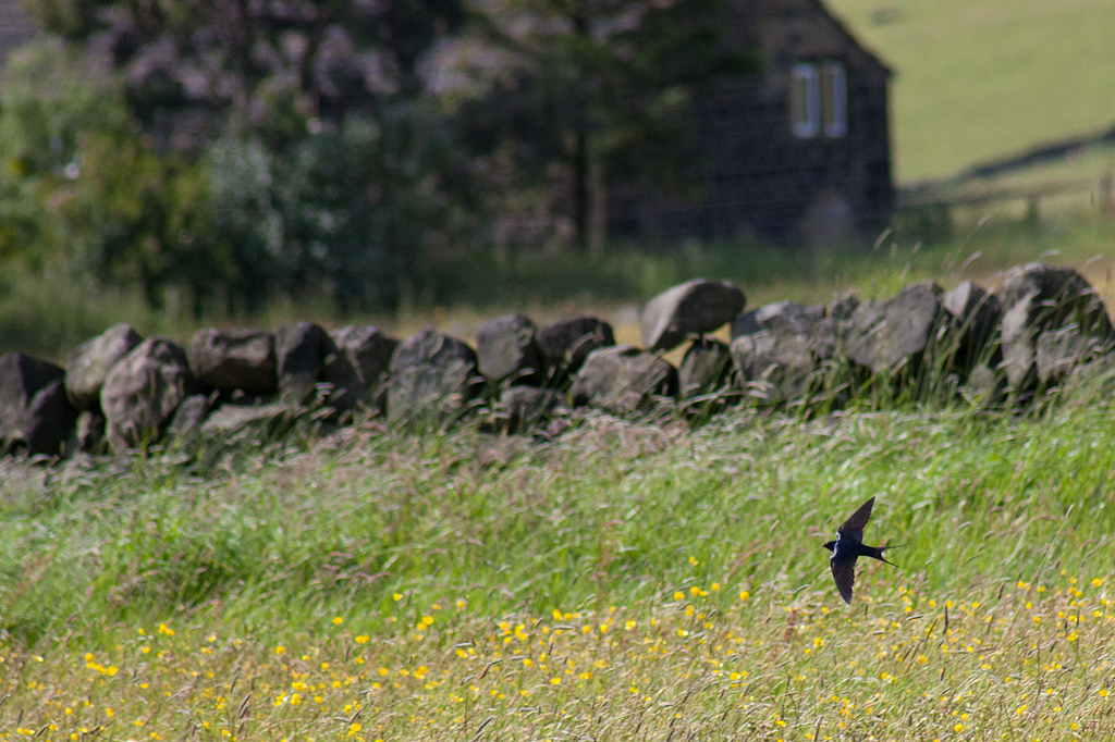 Getting jittery about swallows
