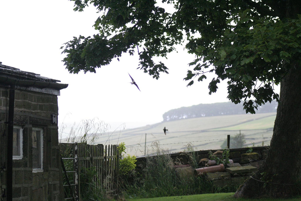Swallows in garden