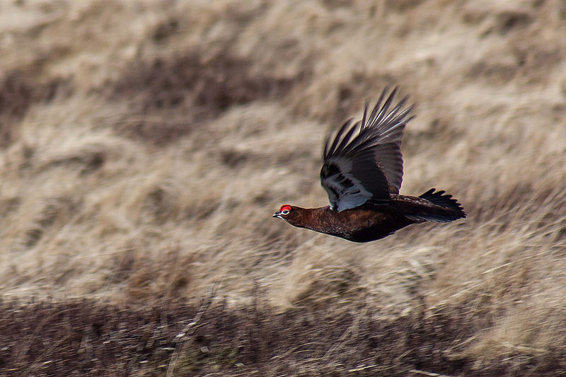 Grouse in flight
