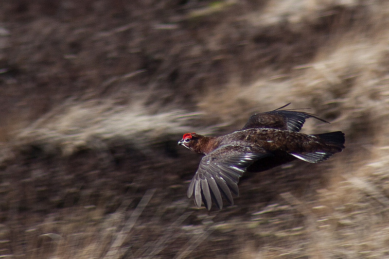 Grouse in flight