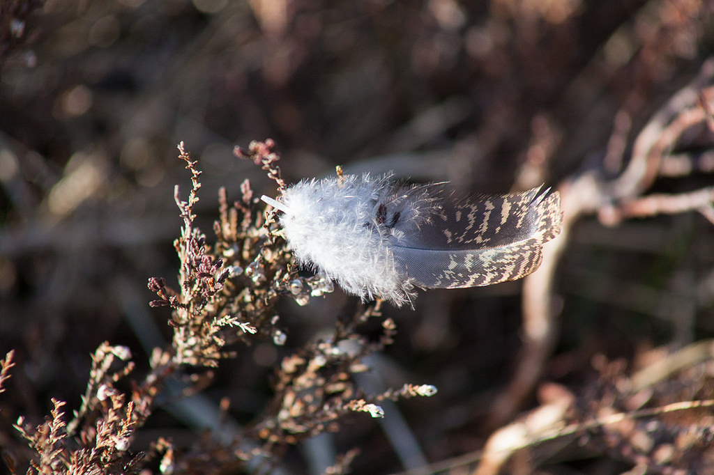 Bloodless grouse-shoot