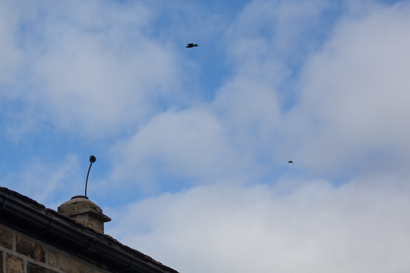 Evicted jackdaws mobbing chimney sweep’s brush.