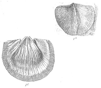 Spirifer hawkinsii
