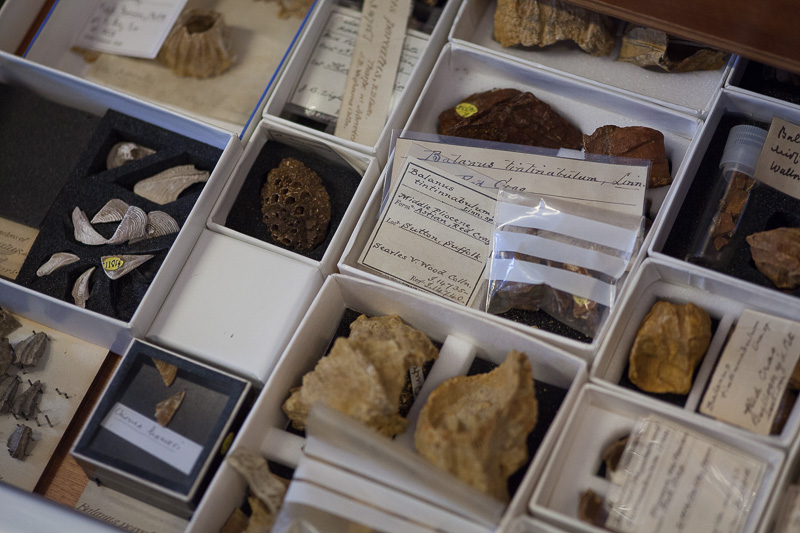 Fossil barnacles