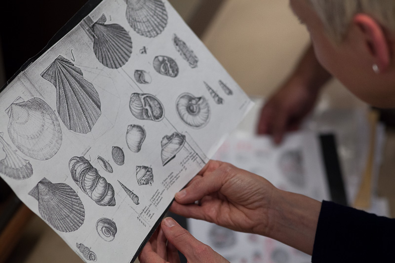 Stense examining diagram