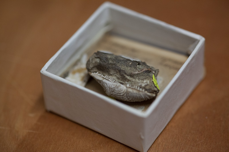 Nucula ornata