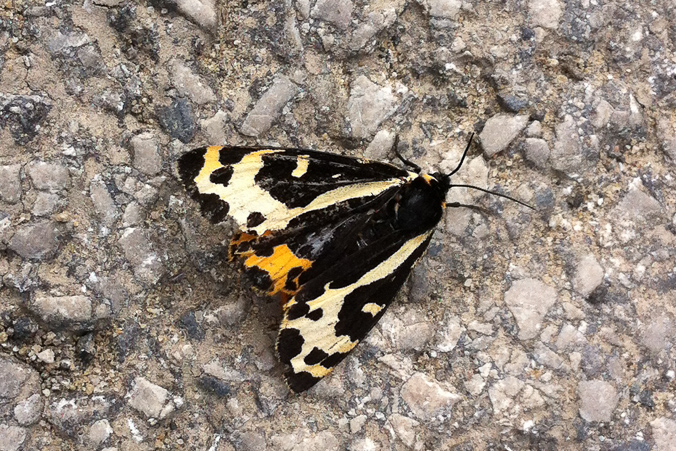Wood tiger moth