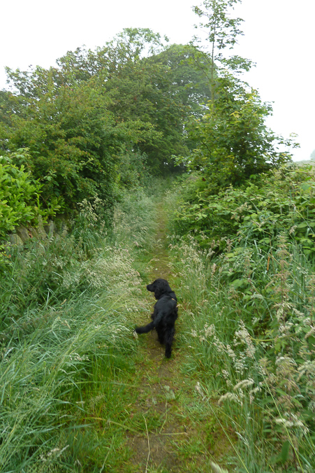 The advantages of a borrowed dog