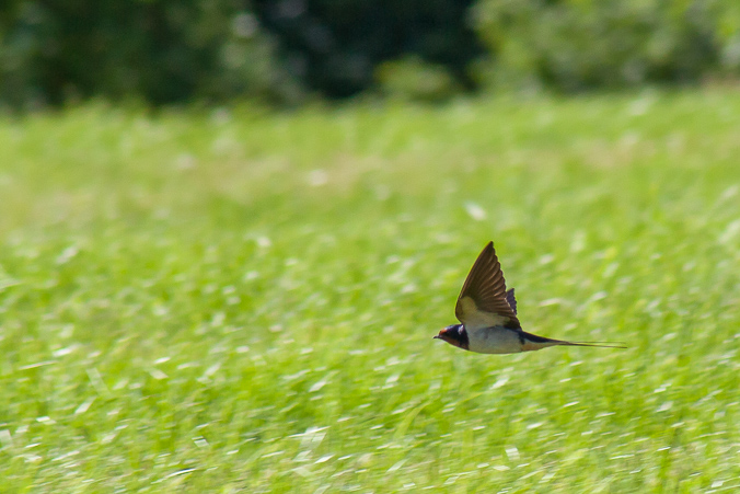 Snapping at swallows