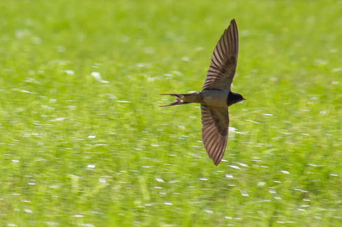 Swallow