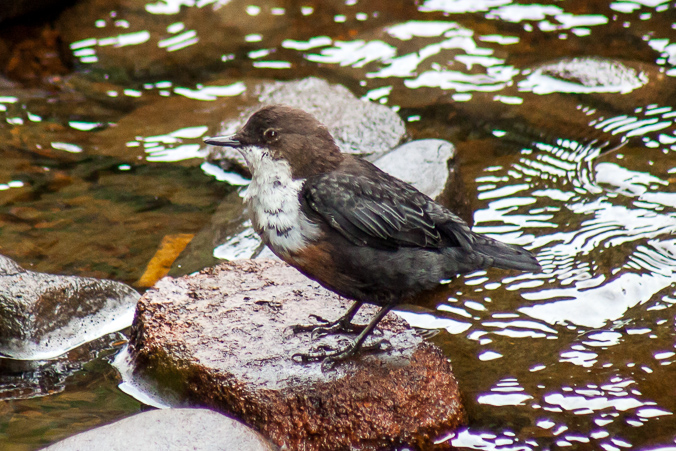 Dipper waiting