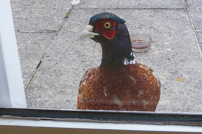 Philip the Pheasant