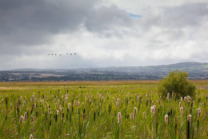 Burton Marshes