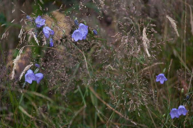 Pleasures of August
