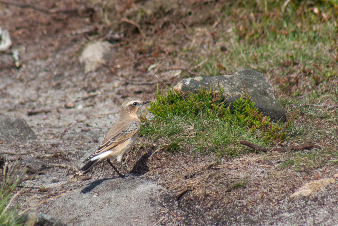 Wheatear