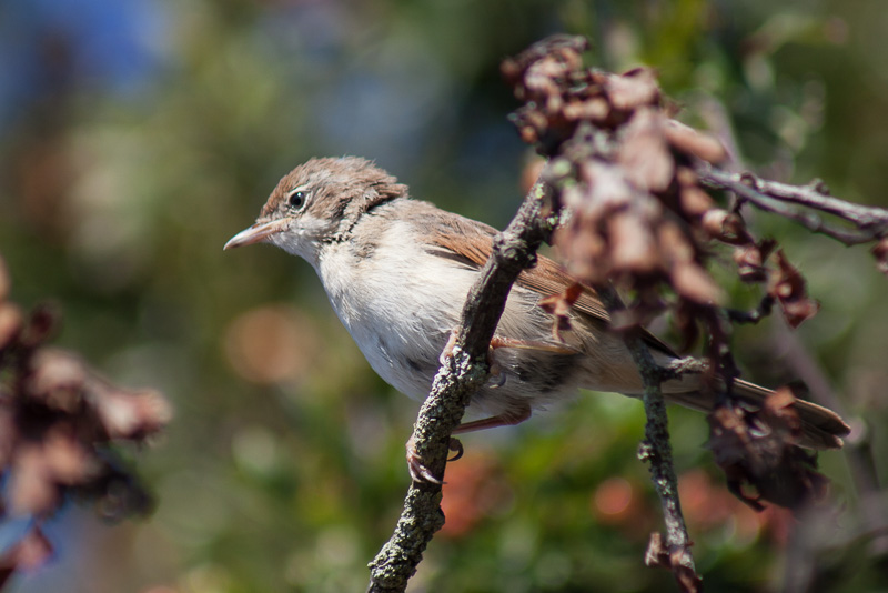 Whitethroat