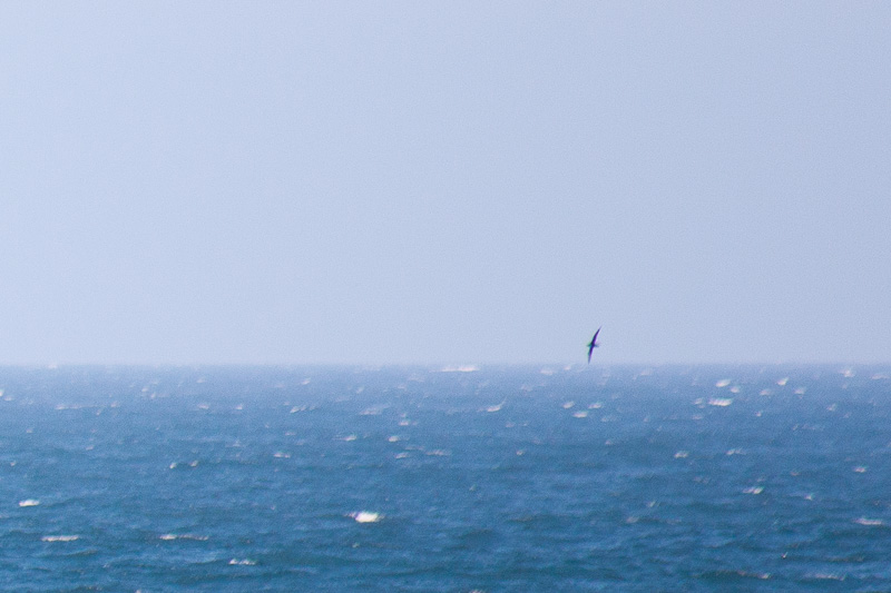 Seabird jizz
