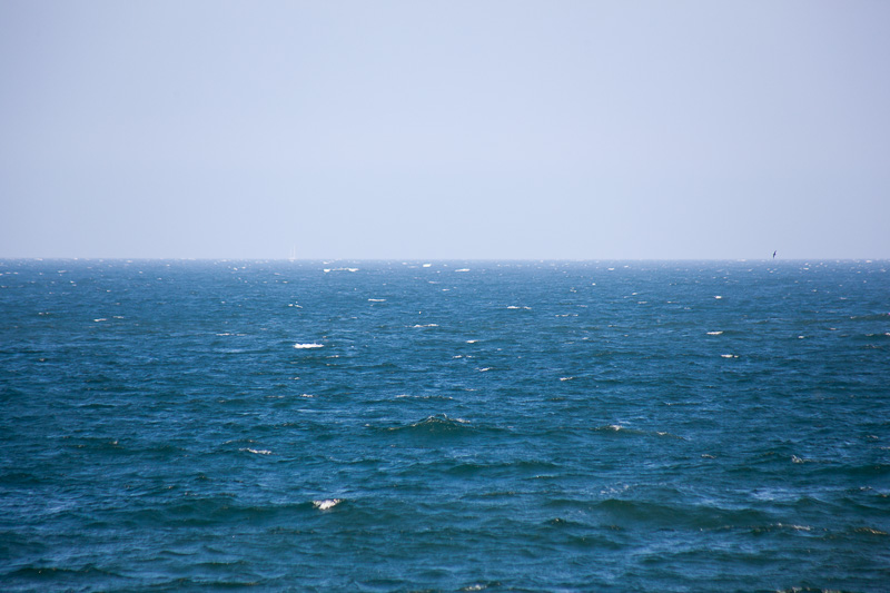 Manx shearwater