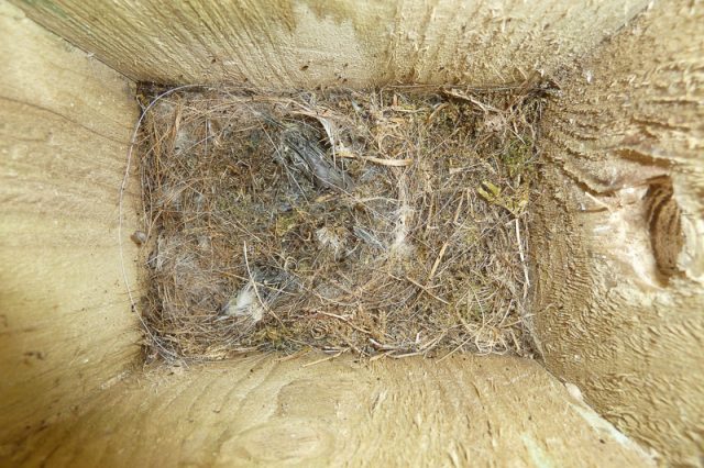 Last year’s nest