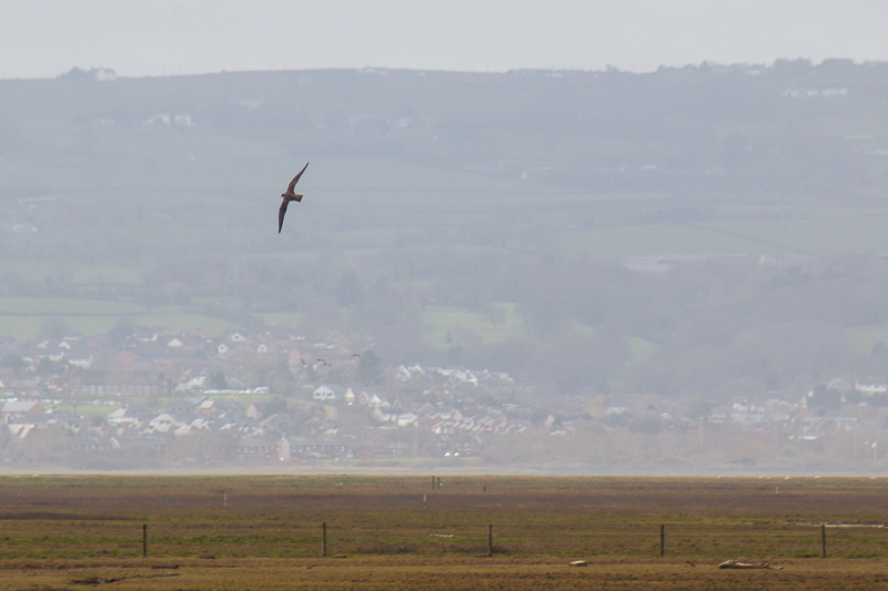 Peregrine-harrier tag-team challenge