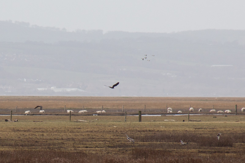 Peregrine and marsh harrier
