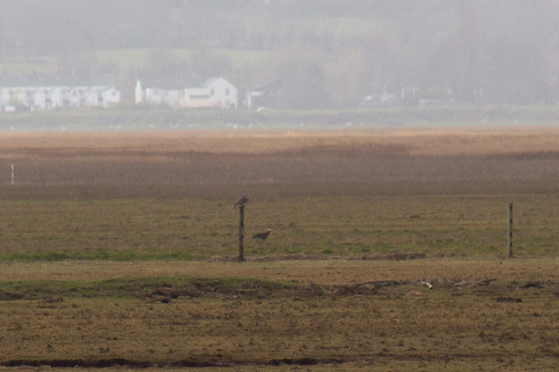Peregrine and marsh harrier