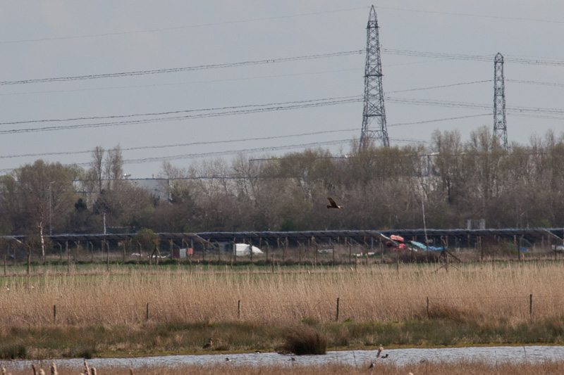 When is a buzzard not a buzzard?