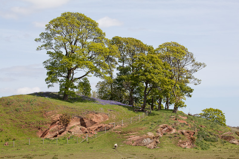 Bluebells at Burton Point