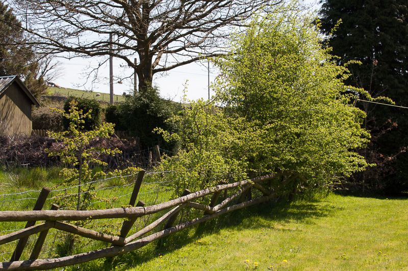The Art of Sloe Gardening
