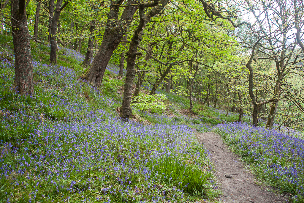 Bluebells, Hardcastle Crags