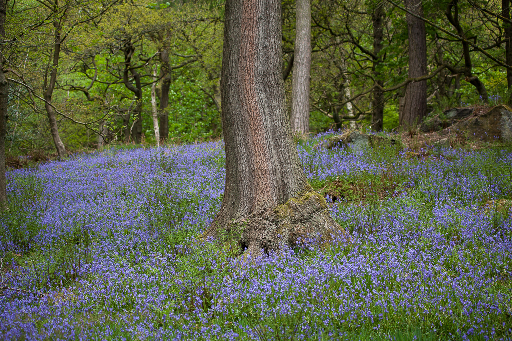 A British wildlife spectacle