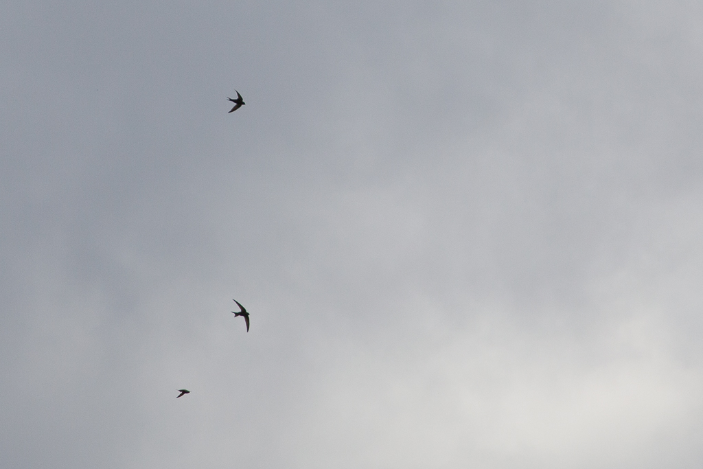 Swifts