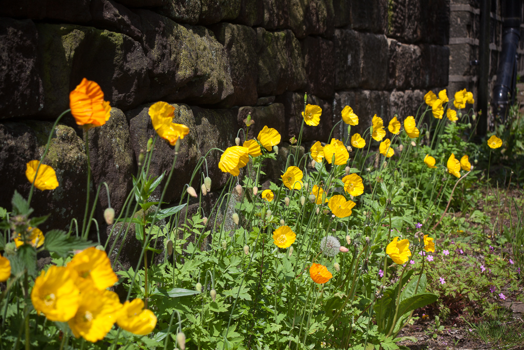 Poppies