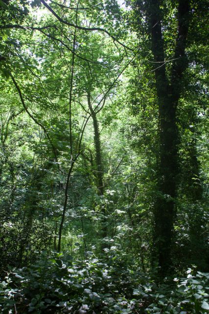 ‘Keswick Woods’