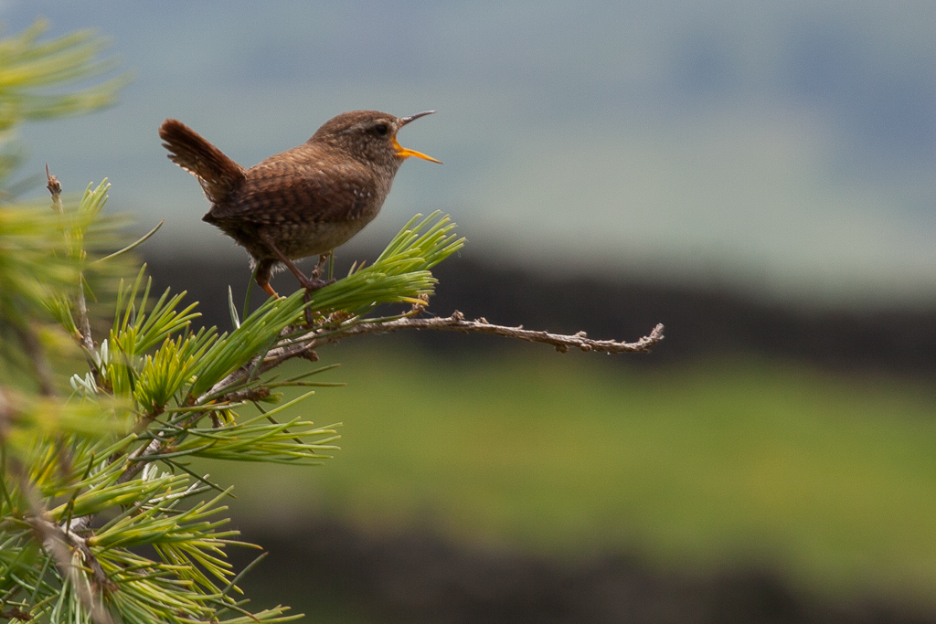 Wren visit