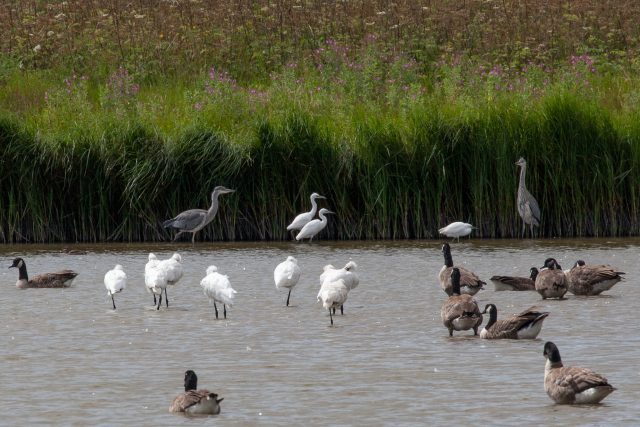 Newsletter No. 1: ‘Kudos to youdos’