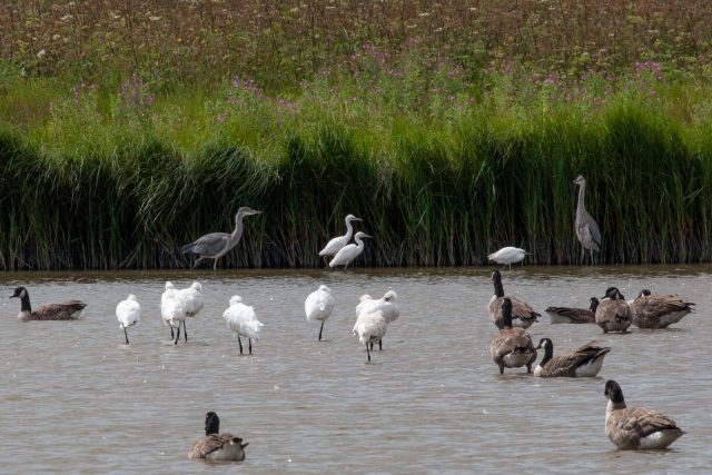 Spoonbills
