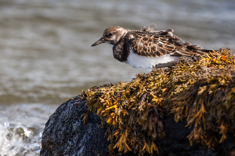 Turnstone