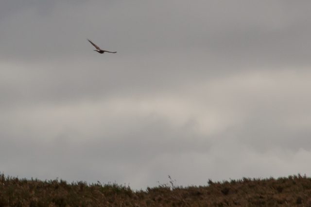 Hen harrier