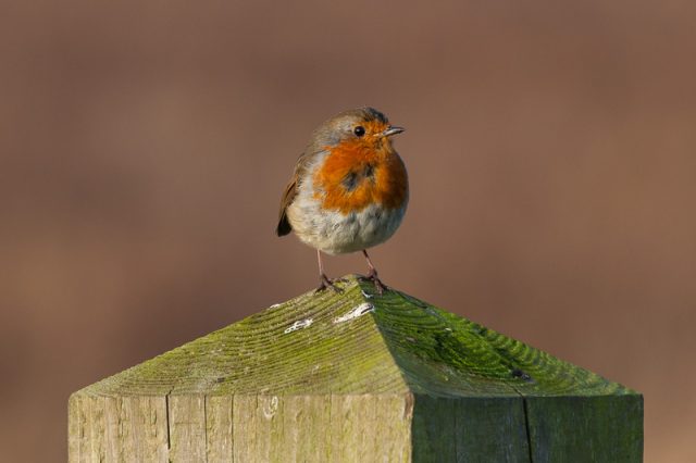 Newsletter No. 3: ‘Peaking too soon’