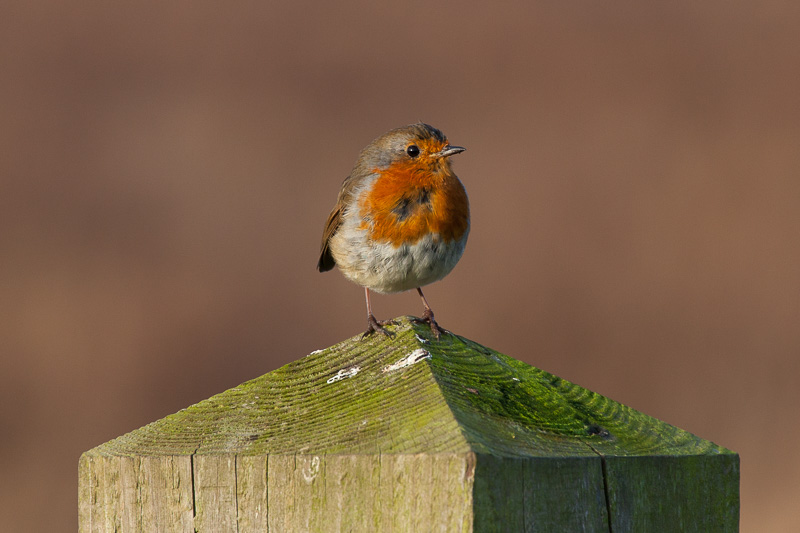 Newsletter No. 3: ‘Peaking too soon’