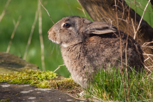 Newsletter No. 5: ‘Incongruous owl’